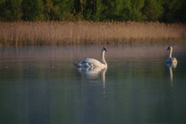 Suda kuğu ve suda yansıma.