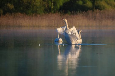 Gölde yüzen beyaz kuğu.