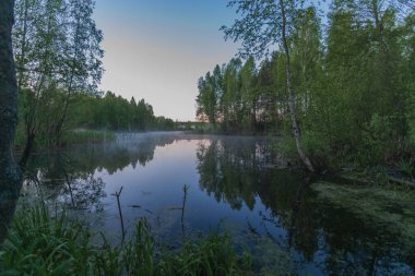 Şafak vakti ormanın kenarında bir ağaç olan gölet.