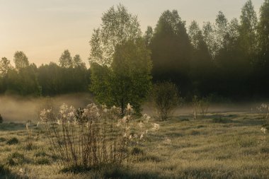 Kırsalda sisli bir sabah manzarası