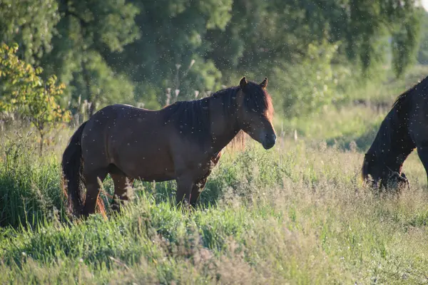 Kırsaldaki tarlada atlar