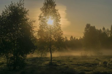 Ormanda sisli bir sabah. Sabah güneş doğuyor, sis, güneş ışınları ağaçların ve otların arasından geçiyor..