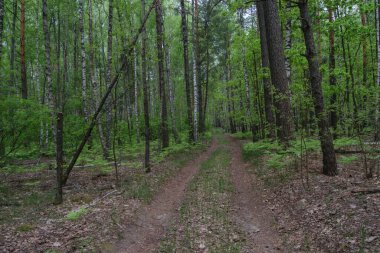 Bahar ormanındaki orman yolu.