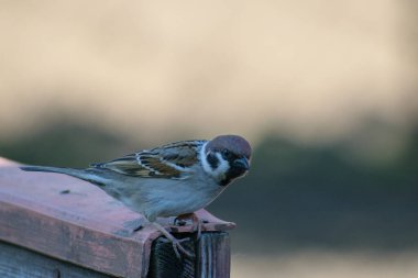 serçe tahta bir masada oturuyor.