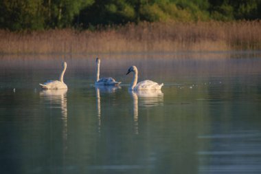 Suda yüzen güzel beyaz kuğular