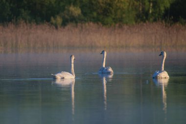 Gölde yüzen beyaz kuğu.