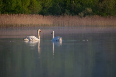 Beyaz kuğular ve nehirde yüzen diğer kuğular..