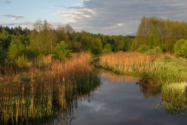 Nehir ormandaki küçük bir nehirdir, gölün kıyısında.