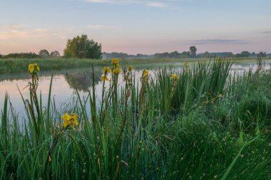 Kırsal kesimde yaz manzarası