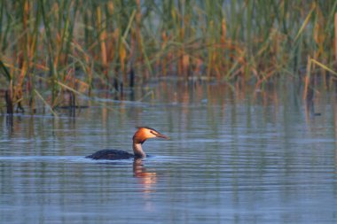 Kırmızı ördek suda yüzüyor.