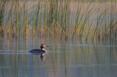 Akşamları göldeki büyük ibikli yunus balığı.