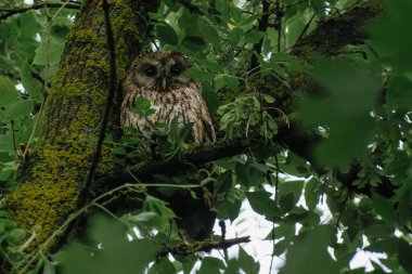 Bir baykuşun ağaç dalına yakın çekim görüntüsü.