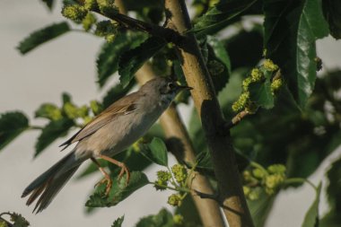 Bir kuş ağaç dalında oturuyor.