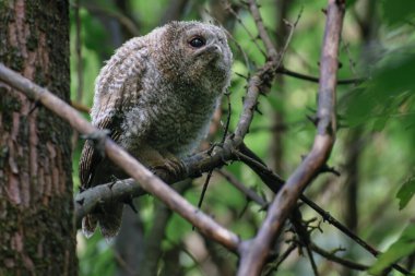 Ormandaki sevimli baykuşun yakın plan fotoğrafı.