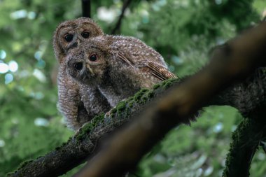 Ormandaki bir sandıkta gri bir baykuşun (buco strix) yakın çekimi.