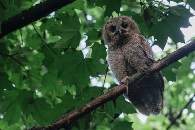 Ormanda bir dalda baykuş