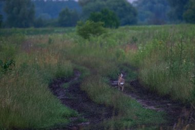 Ormandaki kırmızı geyik.