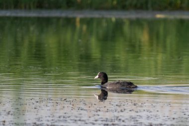 Göldeki siyah ördeğin yakın çekimi.