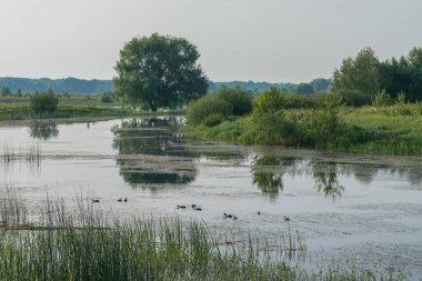 Yazın güzel bir manzara. Nehir, doğa, nehir, ağaçlar, su