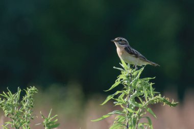Daldaki kuşun yakın plan çekimi.