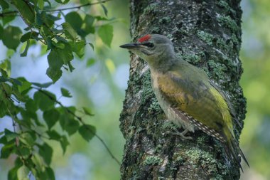 kırmızı ağaçkakan Ormanda