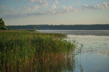 Nehir ve ormanlı yaz manzarası