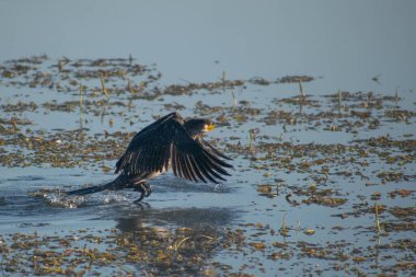 Siyah balıkçıl suyun üzerinde uçuyor.