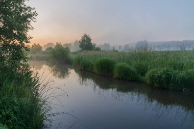 Önünde ağaçlar ve bitkiler olan güzel bir nehir manzarası.