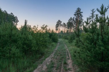 Ormandaki çam ağaçları