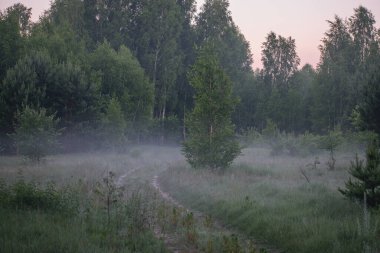 Ormanda sisli bir sabah, batan güneşin ışınları