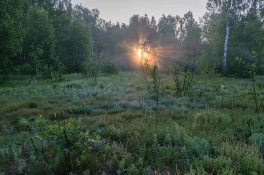 Ormanda sabah sisi, şafağın ışınları