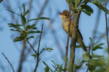 Ormanın ortasındaki bir bitkinin üzerindeki kuşun yakın plan fotoğrafı.