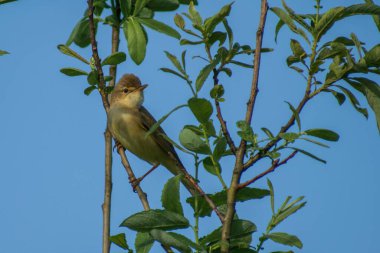 Bir evin dalındaki kuş.