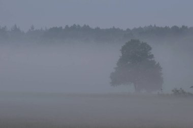 Ormanda sisli bir sabah.