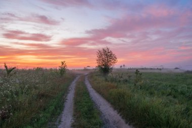 Tarlada bir ağaçla gündoğumu.