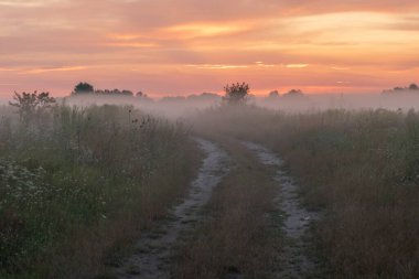 Tarlada sisli bir sabah