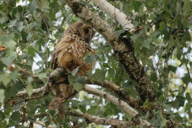 Avrasya kartal baykuşu (bubo bubo )