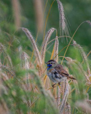 bir daldaki mavi kuş
