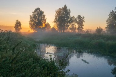 Ormanda güzel bir sabah