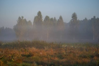 Sabah sisli bir orman