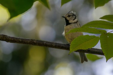 Bir dalda oturan kuş