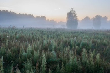 Sonbahar tarlasında sisli bir sabah