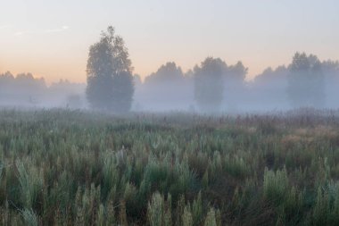 Ağaçlar tarlada sisli bir sabah