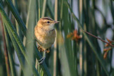 Küçük yeşil bir kuş - ağaç dalına konmuş kanatlı bir kuş