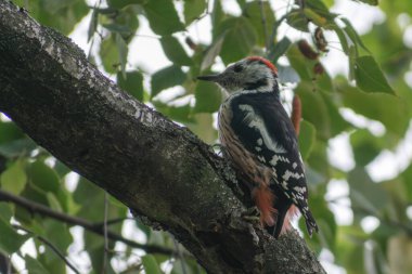 Ağaç gövdesi üzerinde ağaçkakan