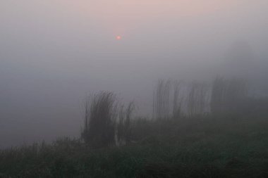 Ormanda güzel bir gün batımı