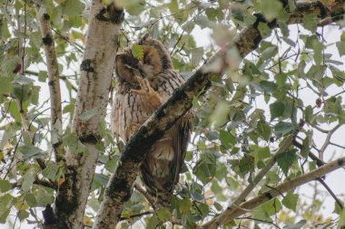 Ormandaki baykuş (bubo bubo)