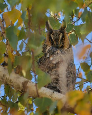 Ormandaki bir ağaç üzerinde baykuş