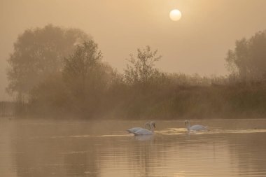 Nehirdeki siste güzel kuğular.
