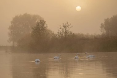 Gölde güzel bir gün doğumu, üzerinde kuğular ve kuğular var.